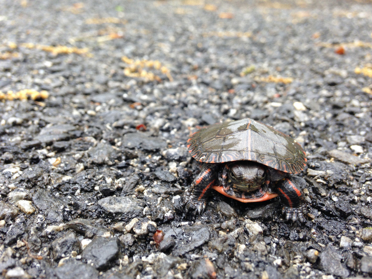 Turtle, Storm King Art Center, 2015