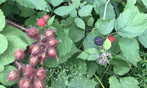 Berries, Storm King Art Center