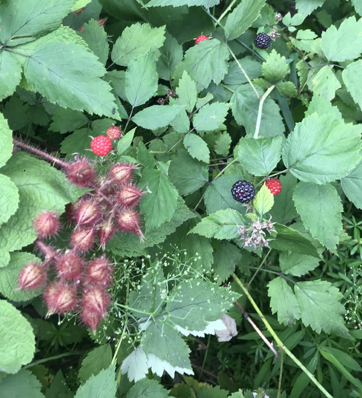 Berries, Storm King Art Center