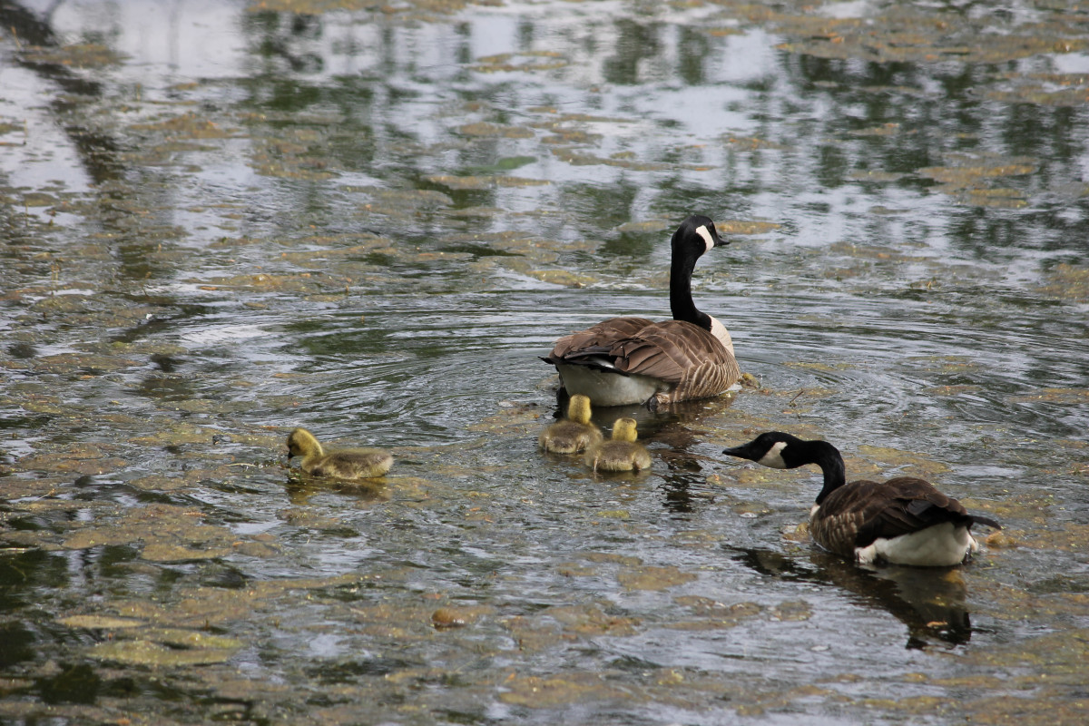 Geese, Storm King Art Center, 2013