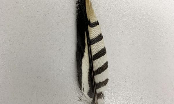Feather, Storm King Art Center