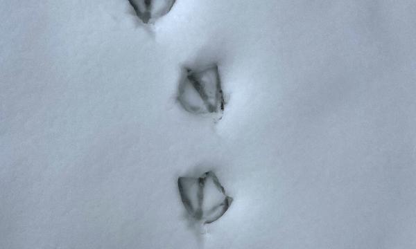 Duck tracks, Storm King Art Center