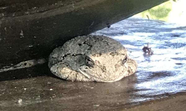 Frog, Storm King Art Center