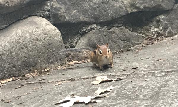 Chipmunk, Storm King Art Center