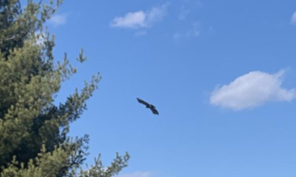 Hawk, Storm King Art Center