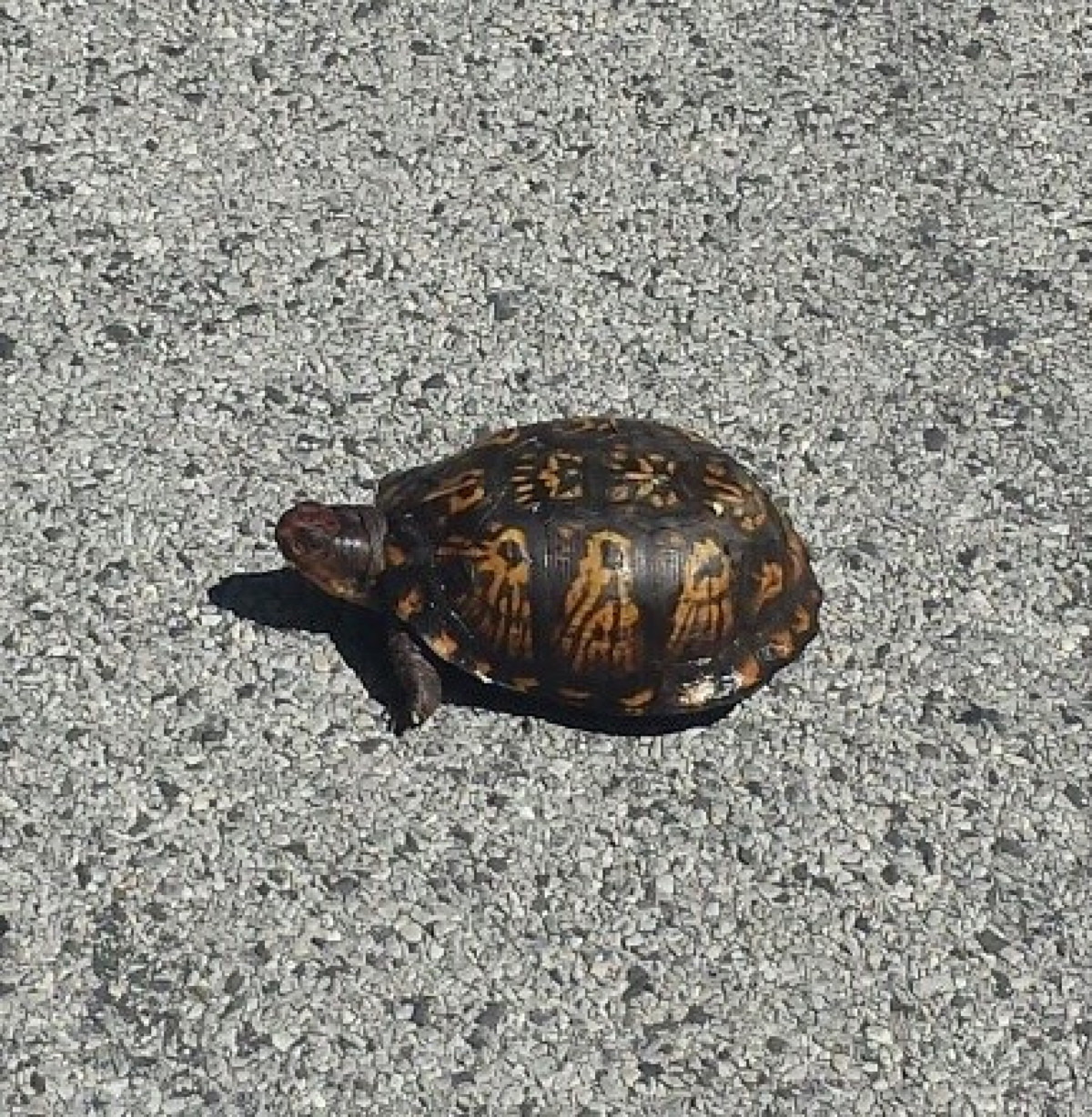 Turtle, Storm King Art Center