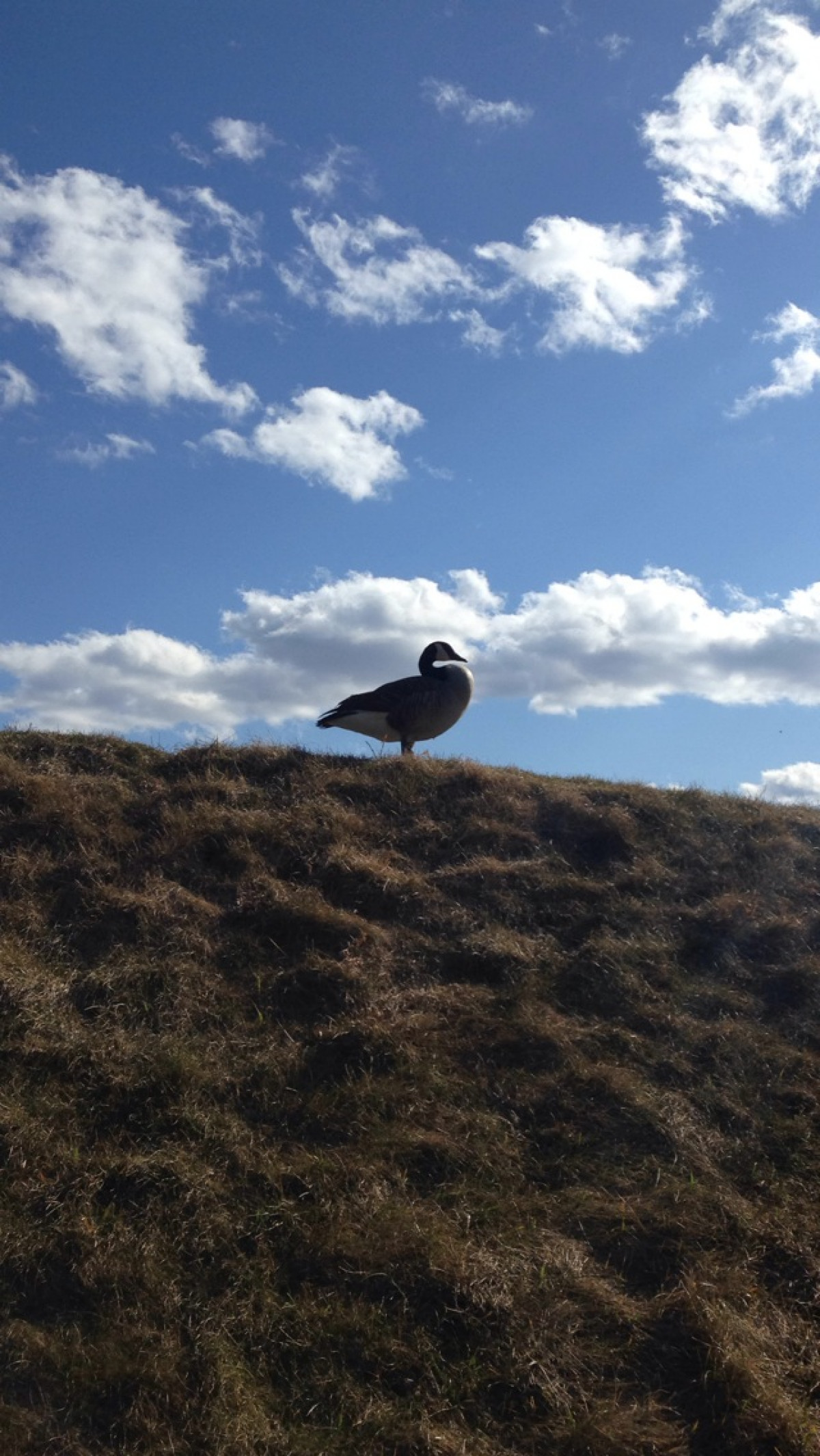 Goose, Storm King Art Center, 2015